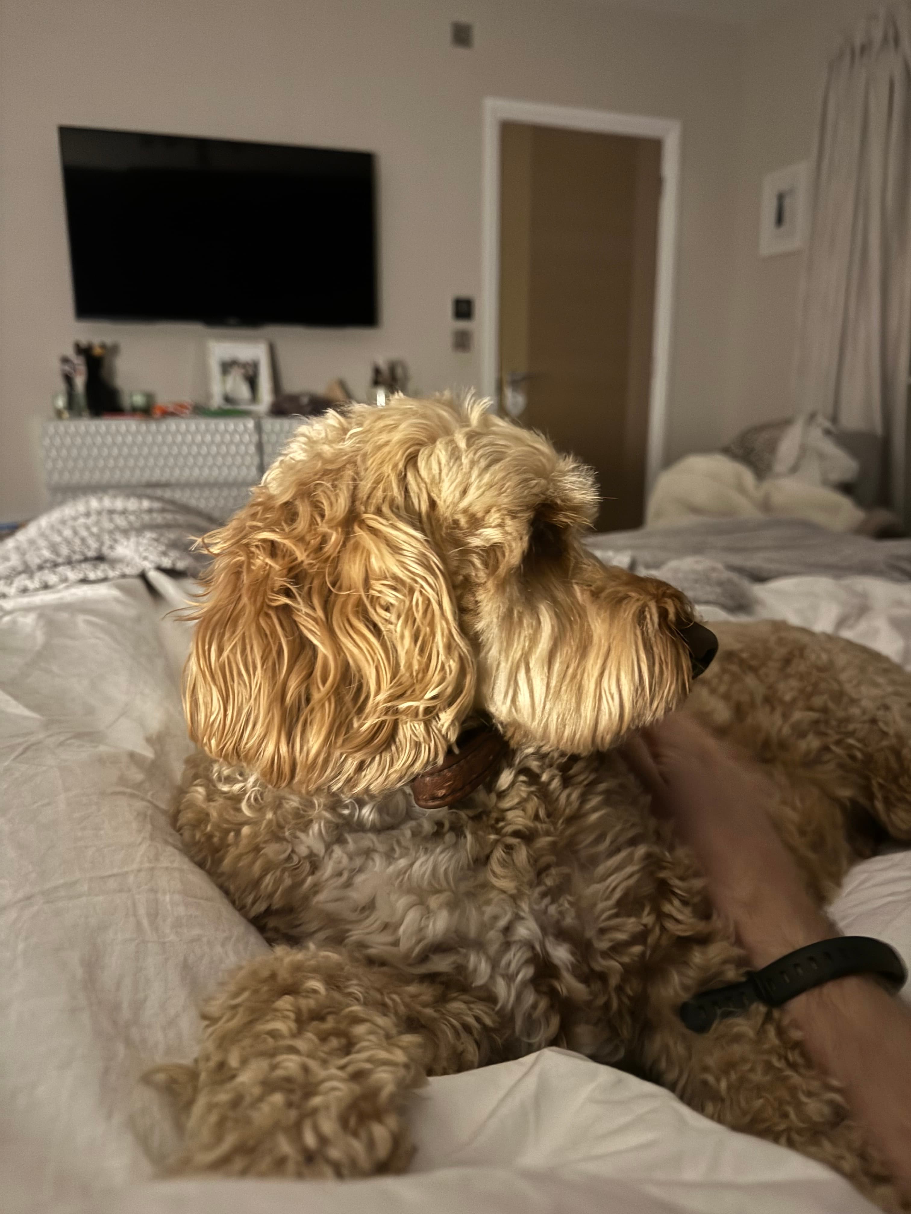 My dog - Dickhead of the Day